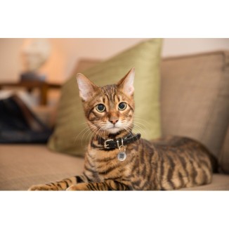 Spotted! Pro Chien & Chat : Médaille QRcode