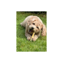 Barres de fromage SwissCowers Black Angus pour chiens