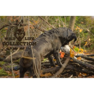 Pigeon Wild Life - Un compagnon original