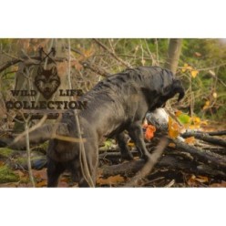 Pigeon Wild Life - Un compagnon original