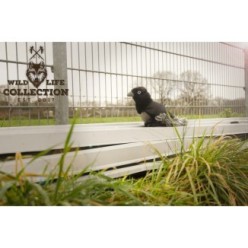 Découvrez le Corbeau Wild Life, collection Wild Life