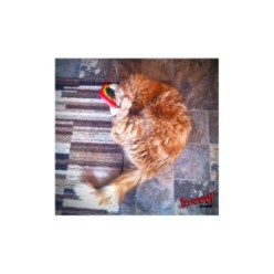 Arc-en-ciel Yeowww! pour chats - Jouet fabriqué aux États-Unis