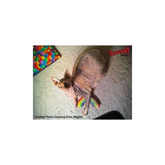 Arc-en-ciel Yeowww! pour chats - Jouet fabriqué aux États-Unis