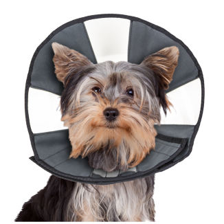 Zenpet Procone - Cône Souple Transparent Protection Chien