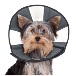 Zenpet Procone - Cône Souple Transparent Protection Chien
