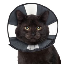 Zenpet Procone - Cône de Protection pour Chiens