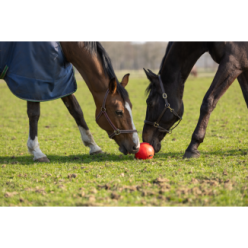 Jouet Amusant pour Cheval Excellent Horse - Balle Rose