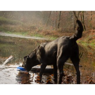 Wild Life Chien Canard - Le jouet parfait pour votre fidèle compagnon