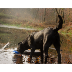 Wild Life Chien Canard - Le jouet parfait pour votre fidèle compagnon
