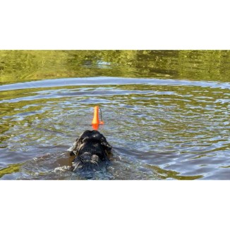Laissez votre chien briller avec le Bobber Dog Comets!