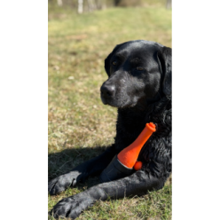 Laissez votre chien briller avec le Bobber Dog Comets!