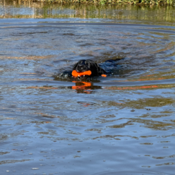 Laissez votre chien briller avec le Bobber Dog Comets!