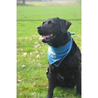 Rafraîchissez votre chien avec le Bandana CoolPets