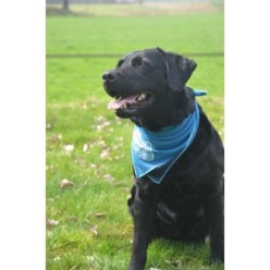 CoolPets Bandana Rafraîchissant - Foulard Fraîcheur Été Chien