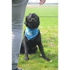 Rafraîchissez votre chien avec le Bandana CoolPets
