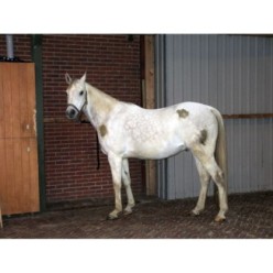 Excellent Spray nettoyant haute brillance pour chevaux 500 ml - Brillant et efficace