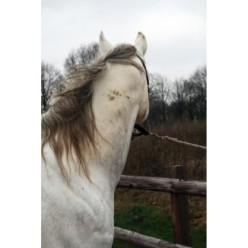 Excellent Spray nettoyant haute brillance pour chevaux 500 ml - Brillant et efficace