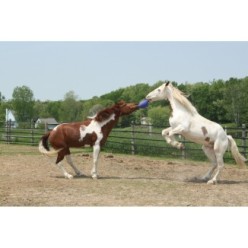 Jouet Jolly Ball Dual Rouge pour Cheval