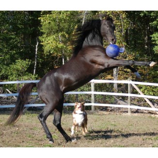 Jouet Jolly Ball Dual Rouge pour Cheval
