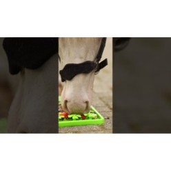 Excellent Tapis de Fouille pour Cheval | Professionnel