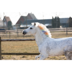 Craie arc-en-ciel Licorne Lucky Horse - Magie des couleurs pour les amoureux des chevaux