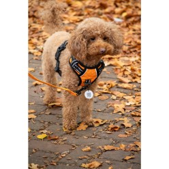 Harnais Anti-Traction pour Chien