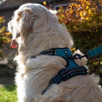 Harnais Anti-Traction pour Chien
