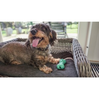 Moodies Le Relaxant pour chien: apaisez votre compagnon
