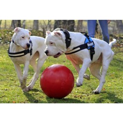 Jouet pour chien Jolly Pousse-et-Joue Bleu M - Amusant et interactif