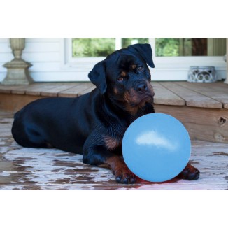 Jouet rebondissant pour chien Jolly Bounce-n Play Myrtille S