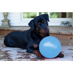 Jouet rebondissant pour chien Jolly Bounce-n Play Myrtille S