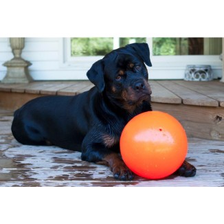 Jouet rebondissant pour chien Jolly Bounce-n Play Myrtille S