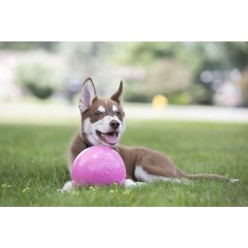 Jouet rebondissant pour chien Jolly Bounce-n Play Myrtille S