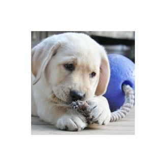 Jolly Romp-n-Roll - Balle Corde Increvable Polyvalent Chien
