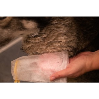 Shampooing solide lavande Groomers Secret 60g - Chien