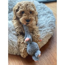 Délicieuses friandises croquantes Le Bunny Puppy Chew - 1 st