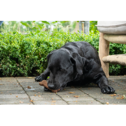 Bugbone Entraîneur Snack 10 kg en vrac pour Chien