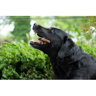 Bugbone Entraîneur Snack 10 kg en vrac pour Chien