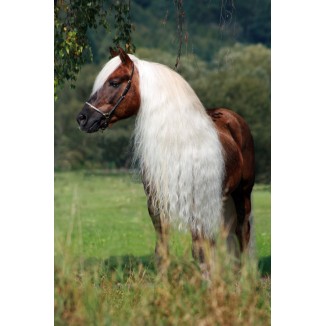 Brillance assurée : Spray Hi Gloss Excellent Horse 50 ml