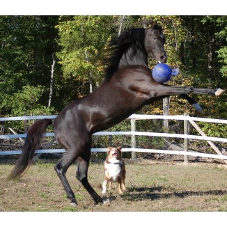 Jouet pour cheval Jolly Ball Océan vert