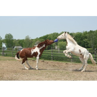 Jouet pour cheval Jolly Ball Océan vert