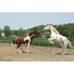 Jouet pour cheval Jolly Ball Océan vert