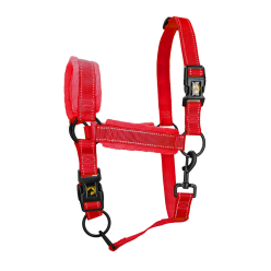 Excellent Supérieur Licou | Professionnel