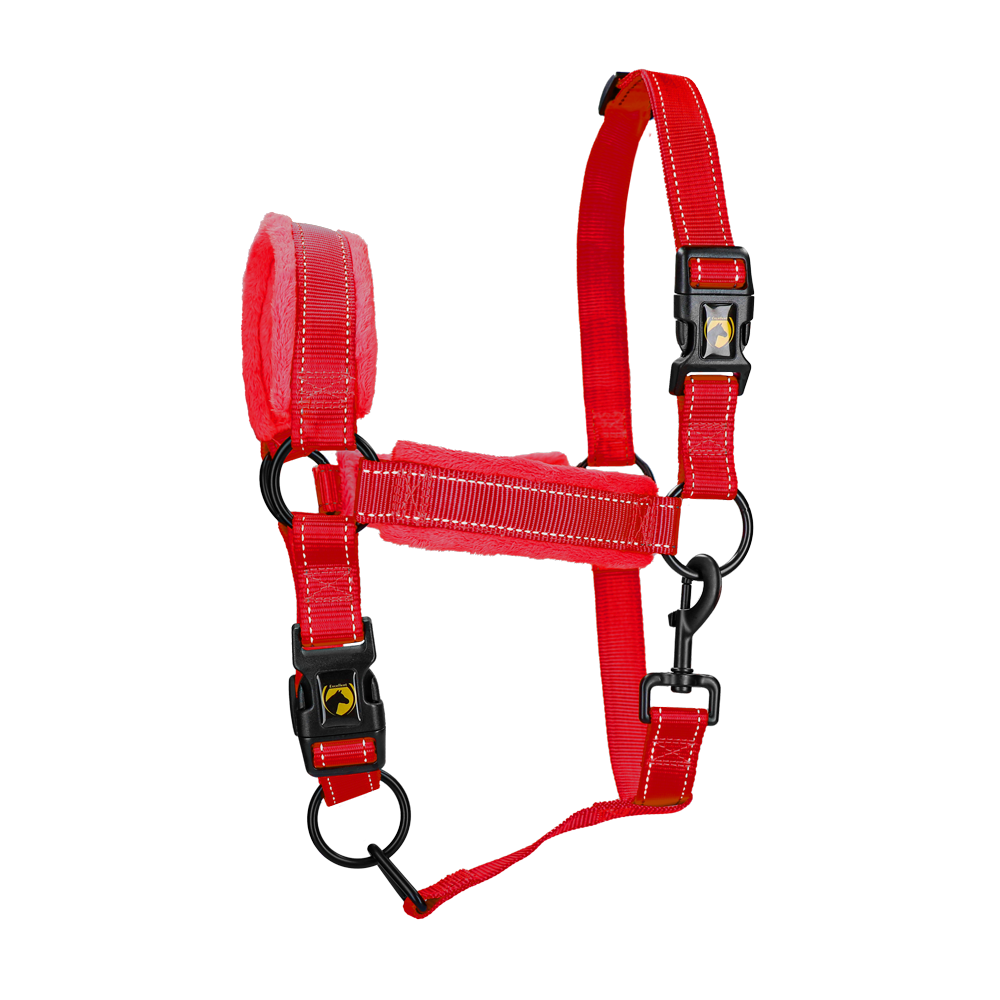 Excellent Supérieur Licou | Professionnel