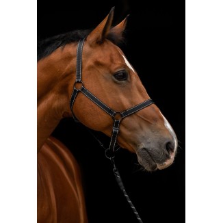Excellent Premium Licou | Professionnel